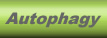 Autophagy