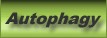 Autophagy